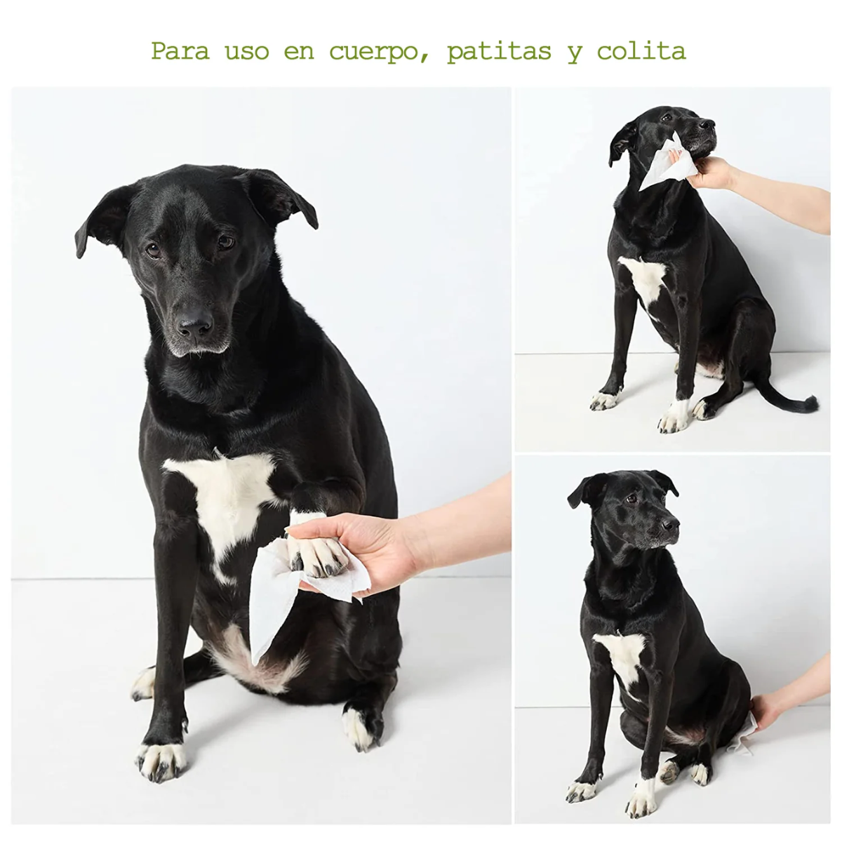 Toallitas Húmedas para Perros con Aroma Lavanda – 100 pzs