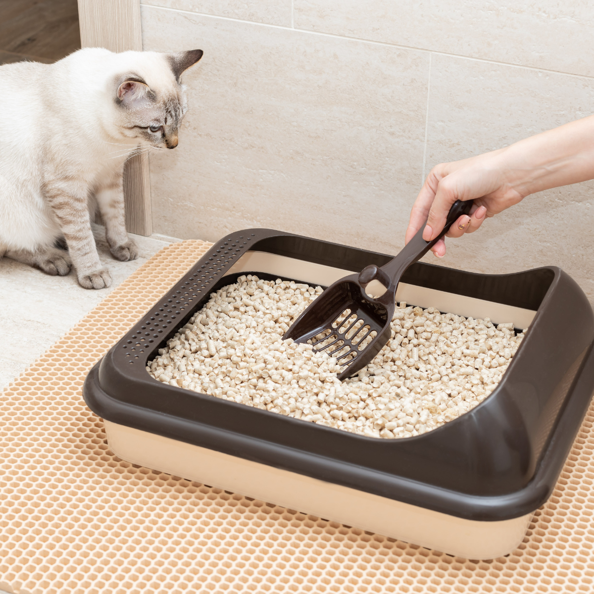 Arena para gatos