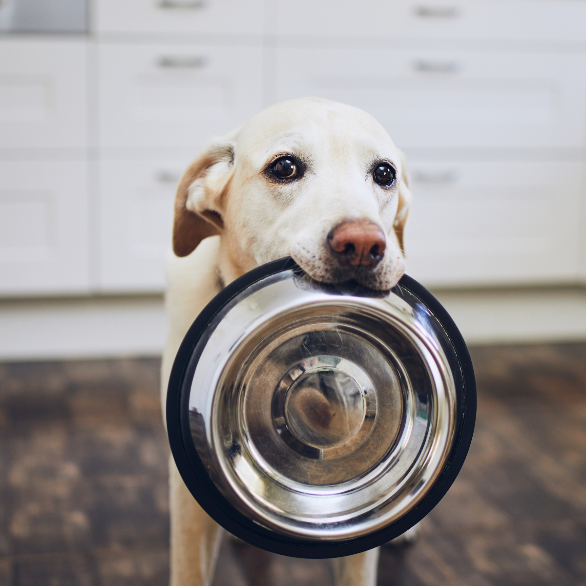 Alimento para perros