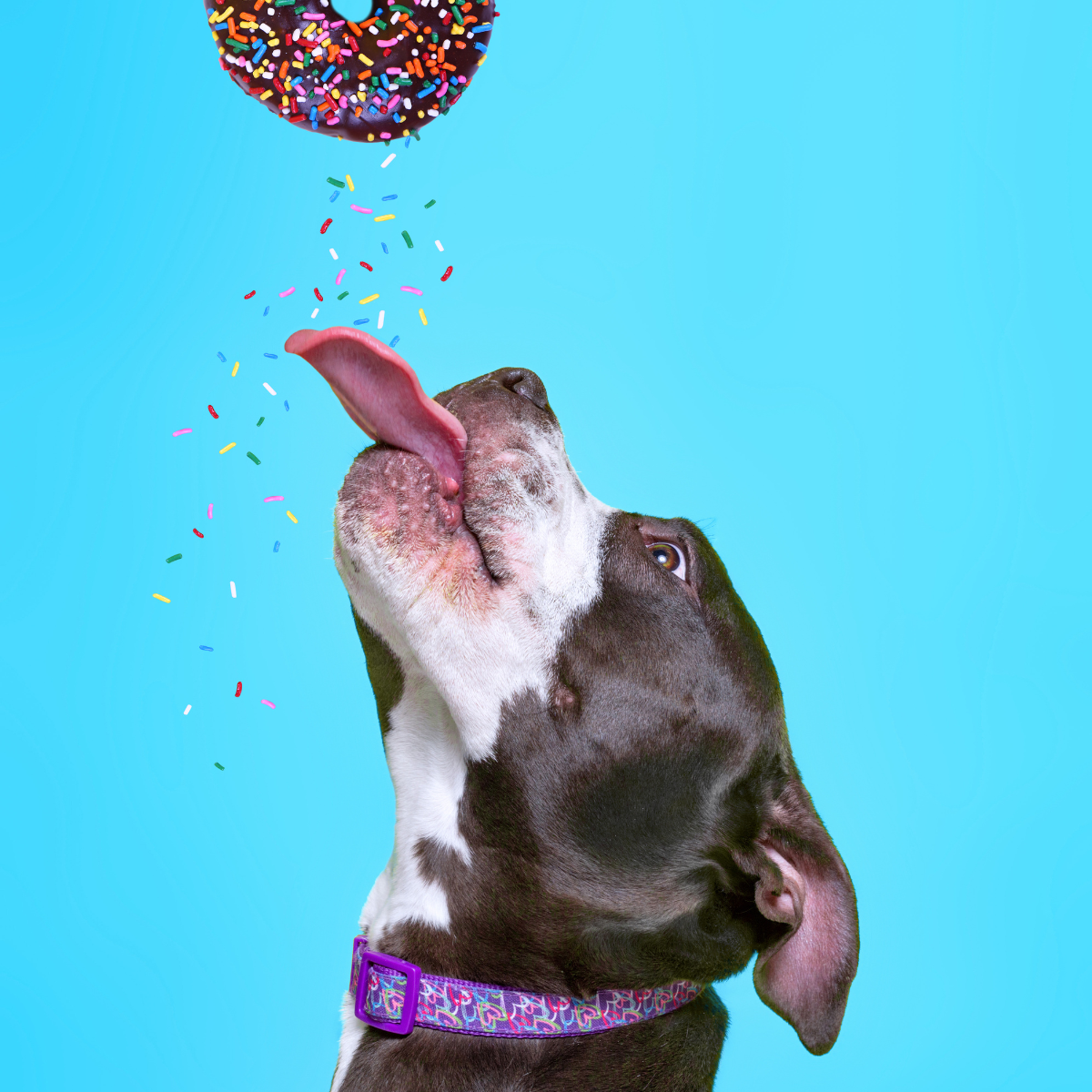 Premios para perros