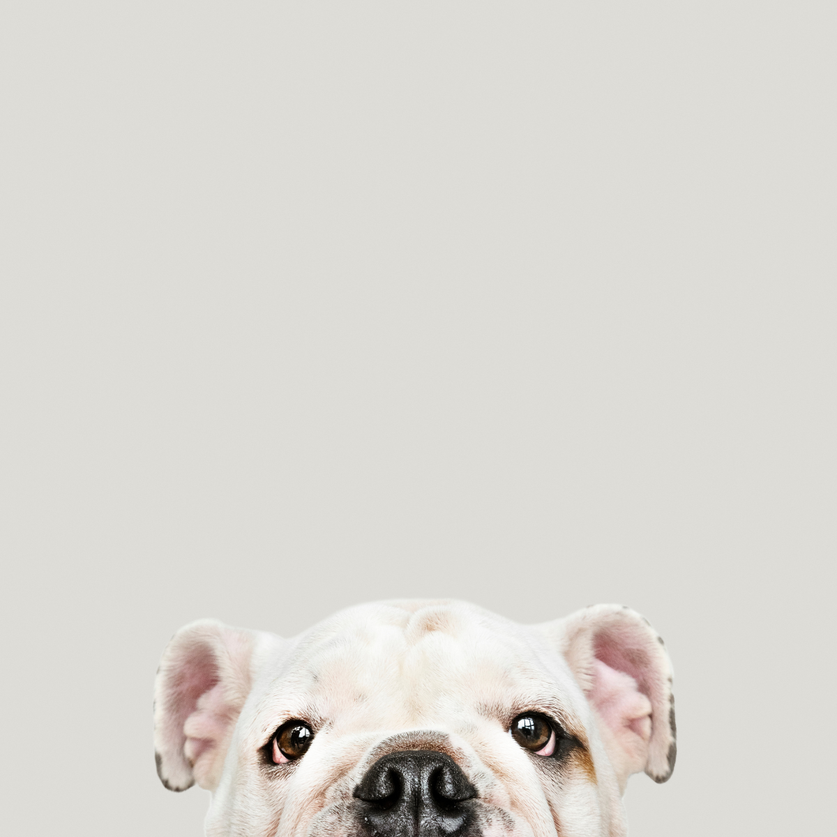 Perros