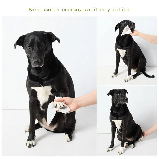 Toallitas Húmedas para Perros con Aroma Lavanda – 100 pzs